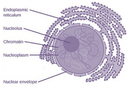 nucleus